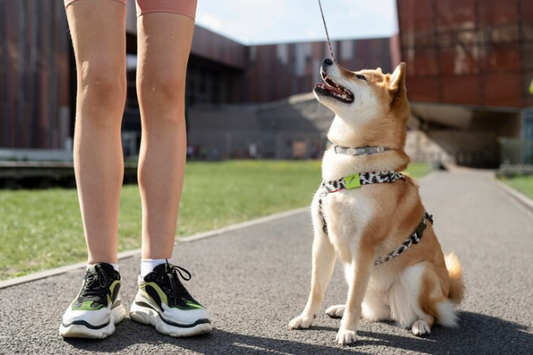 How to Choose the Best Collar or Harness for Stylish Walks