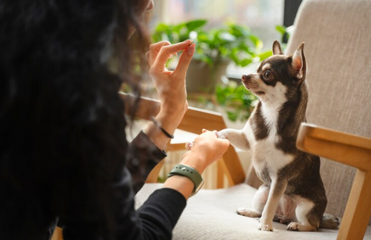 Tips for Teaching Fun Tricks to Your Dog or Cat